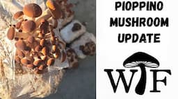 Learn How We Grow Pioppino Mushrooms