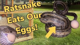 SNAKE SWALLOWS AND CRUSHES MY CHICKEN EGGS!