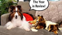 "The Year in Review!" 🐶💕😆 a hilarious year long journey with Cricket "the sheltie" Chronicles e332