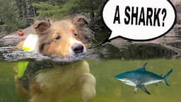 "A SHARK?" 🦈🐶 a Biscuit Camping Adventure on Cricket "the sheltie" Chronicles - - Day 2! e177