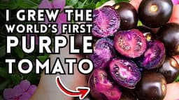 Is The Purple Tomato Worth the Hype? My Growing and Tasting Review