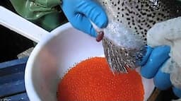 Artisanal method of breeding trout fry at home. Trout milking (caviar)