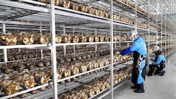 Farming is also science! process of growing fresh mushrooms by Korean scientists.