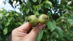 2024 Asian Pears Series Ep. 03 - Pear Diseases