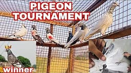 One day pigeons Tournament in Akhnoor (jourian)🕊️//Bazi in jourian ------All about pigeons j&k jammu