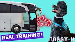 REAL Service Dog Training: City Work & Intro to Public Transportation (City Bus)