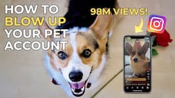 HOW to GROW a PET Instagram Account | 10 Tips! | 100k+ Followers in 30 Days!!