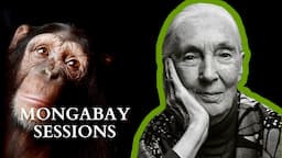 Jane Goodall celebrates her 90th birthday with Mongabay