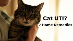 How To Finally STOP Reoccurring Cat UTIs