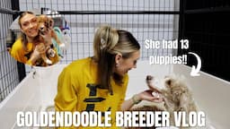 GOLDENDOODLE BREEDER VLOG | SHE HAD 13 PUPPIES?!