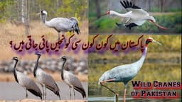 Wild Cranes of Pakistan| Demoiselle Crane | Sarus Crane | Common Crane | Siberian Crane | Koonj Bird