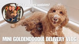 OUR MINI GOLDENDOODLE GIVES BIRTH TO 6 PUPPIES | UPDATE ON TILLY'S LITTER