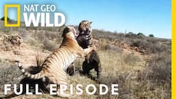 War of the Carnivores (Full Episode) | World's Deadliest