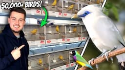 GIANT Exotic Bird Sale in the UK - Newark 2024