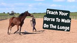 Lunging A Horse - How To Get Them To Walk