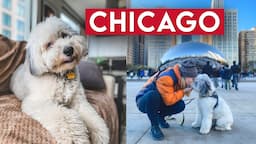 PET SITTING IN CHICAGO: The Bean, Polish & Lithuanian Culture