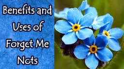 Benefits and Uses of Forget Me Nots