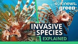 Invasive species: Are they really threatening the Mediterranean Sea and local fisheries?