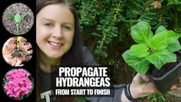 Hydrangea Cuttings | Propagating Hydrangeas From Start To Finish