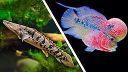 Top 5 LARGE Fish For Your Aquarium