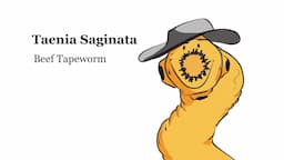 Beef Tapeworm | Taenia Saginata