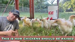 How Chickens SHOULD be raised for meat!  Let’s get them in the fresh air and on grass!