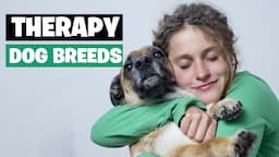 10 Best Dog Breeds for Therapy and Emotional Support