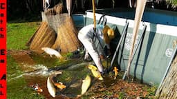 FISH FLOODING EVERYWHERE After POND EXPLODES!