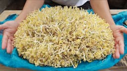 Unique method of making bean sprouts using sacks - Evenly white and plump