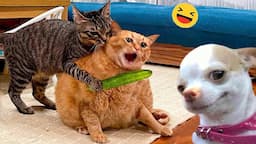 Funny Dogs And Cats Videos 2024 😅 - Best Funniest Animal Videos Of The week #6