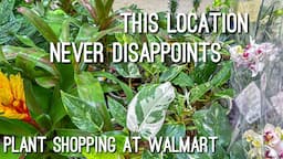 Rare Plant Shopping at Walmart! Costa Farms New Plants!