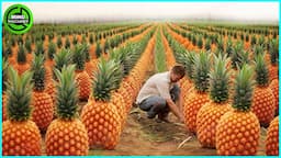 The Most Modern Agriculture Machines That Are At Another Level, How To Harvest Pineapples In Farm ▶2