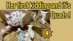 Goat giving birth to quads / Baby goats