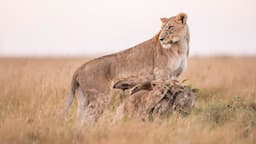 Lion Cubs and Elephants - WILDLIFE PHOTOGRAPHY ON SAFARI