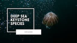 Keystone Species of the Deep Sea