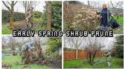 7 Shrubs | Early Spring Pruning |Buddleia,Cotinus,Sambucus, Hydrangea,Melianthus,Paulownia,Forsythia