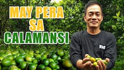 AMAZING CALAMANSI FARMING | MAY PERA SA CALAMANSI: A SUCCESS STORY OF MR. RODRIGO MERCADO