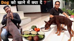 What To Feed A Dog ? | Best & Cheap Homemade Food For Dog | Johney - The Doberman