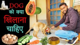 CHEAP & BEST homemade dog or puppy food diet chart! | कुत्ते को खाने में क्या देना चाहिए