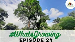 EP 24 | #WhatsGrowing in our Permaculture Kadamb Bagh [Aug 2022]