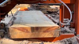 Milling Blue Sugar Pine Table Top Live Edge Slabs on Woodmizer LT15 Sawmill