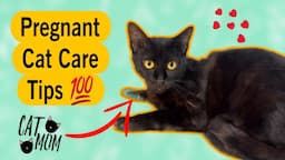 Pregnant Cat Care Tips | Best Cat Food For Pregnant Cat