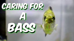 MAINTAINING A baby Largemouth BASS AQUARIUM *Cleaning Routine* | A1A Adventures