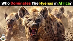 6 African Animals Stronger Than A Hyena Pack