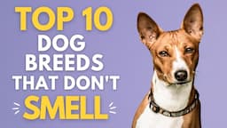 Top 10 Dog Breeds That Don't Smell: Stink-Free Dogs! 👃🏼💩