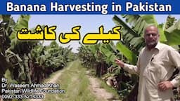 How is Banana Harvested in Pakistan | Banana Harvesting Business Idea | Pakistan main Kailay K Bagh