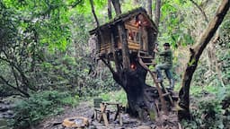 New house on a big tree, alone in the bush