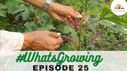 EP 25 | #WhatsGrowing in the Unnamed Permaculture Garden [Sep 2022]