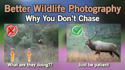 Why NOT to Chase Wildlife and Achieve Better Images