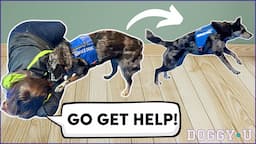 Service Dog Task Training: "Go Get Help!" (for Medical Response & Psychiatric Service Dogs)